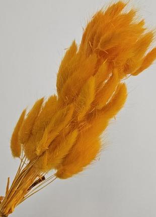 Сухоцвет лагурус (зайцехвост) оранжевый