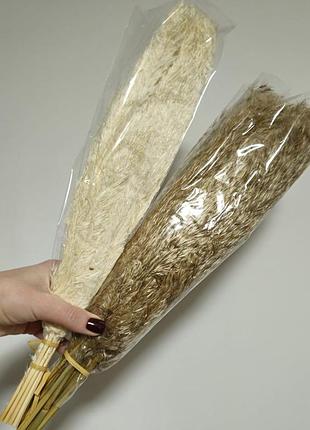 Сухоцвет пампасная трава кортаделия букет