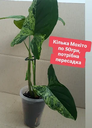 Кілька акційних сингоніум варієгатний мохіто мотлед потрібна пересадка