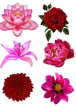 Временная тату цветочный микс