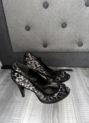 Подборы леопардовые