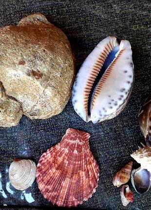 Ракушки для аквариума, декор