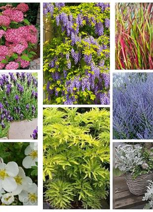 Многолетник бузина голд желтая большая ,  лапчатка белая, гортензия пинк анабель , перовски ,  глициния , лаванда , трава ред барон и т д .