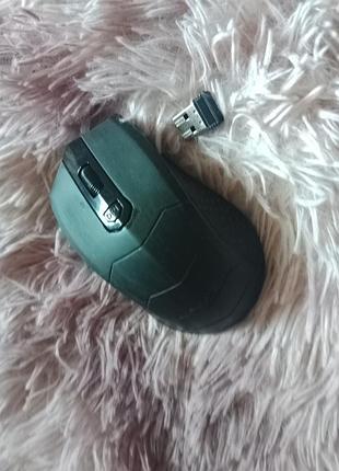 Мишка чорна