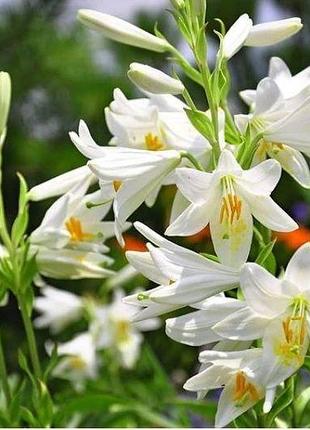 Лилия кандидум луковицы. цветок мадонны
набор из 3 штук