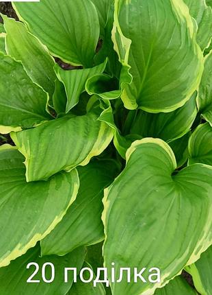 Цветы для сада