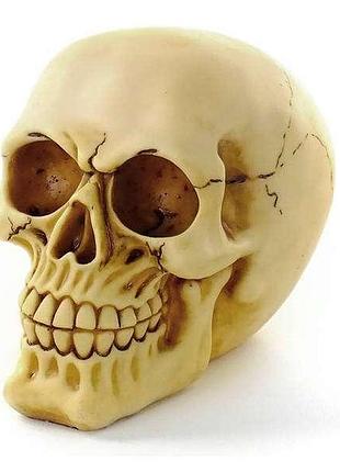 Череп людський декоративний