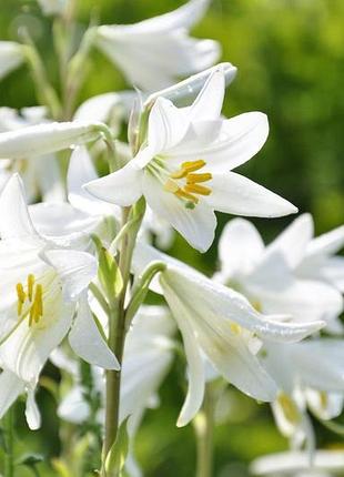 Лілія кандідум цибулини