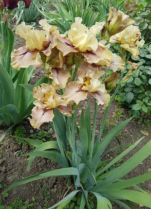Іриси (півники) високорослі