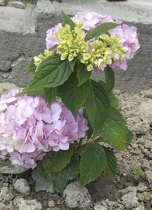 Продам красуню гортензію🌸🌸🌸 2