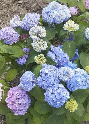 Продам красуню гортензію🌸🌸🌸 4