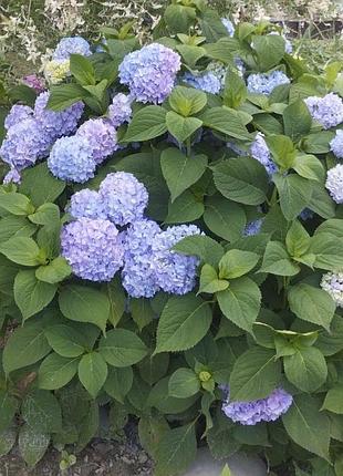Продам красуню гортензію🌸🌸🌸 3