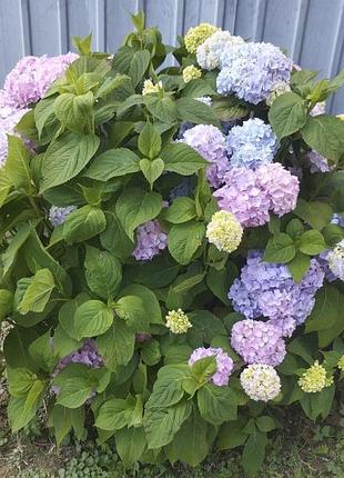 Продам красуню гортензію🌸🌸🌸