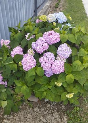 Продам красуню гортензію🌸🌸🌸 5