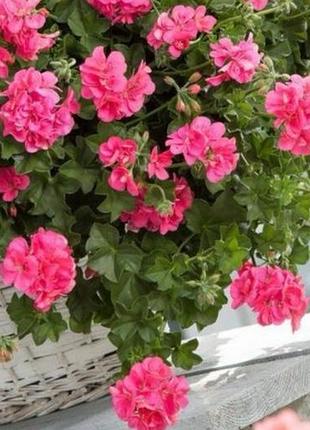 Пеларгонія