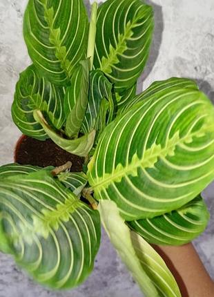 Маранта лайм 🍋‍🟩