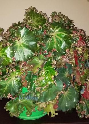 Бегонія дрібнощетиниста- begonia strigillosa