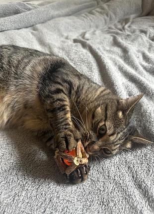 Іграшка для котиків
