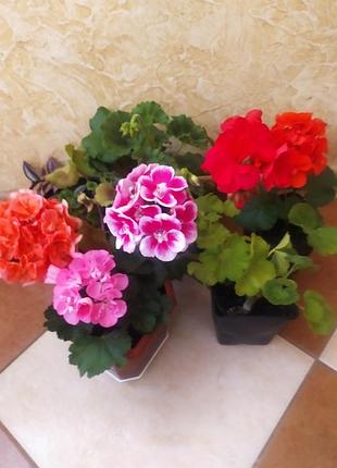 Пеларгонія 3 вазони 150 грн
