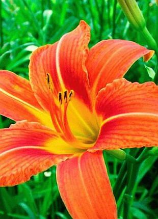 Розпродаж до кінця липня ! лілейник жовтогарячий  (hemerocallis fulva) поділка