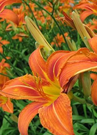Розпродаж до кінця липня ! лілейник жовтогарячий  (hemerocallis fulva) на вагу (0.5кг)