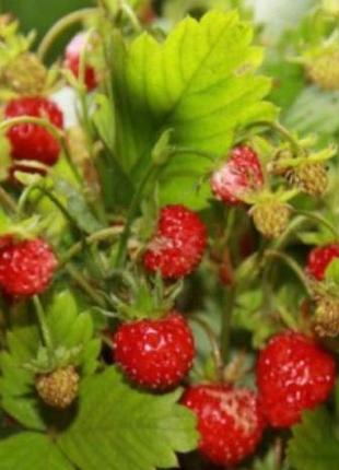 Саженцы земляники