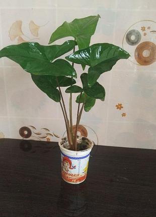 Продам сгнетниум 2