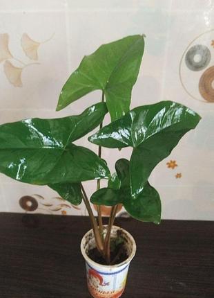 Продам сгнетниум 3