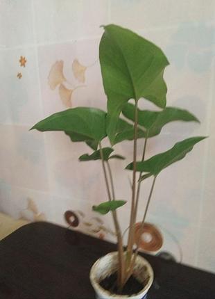 Продам сгнетниум 4
