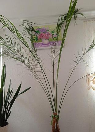 Вазон фінікова пальма