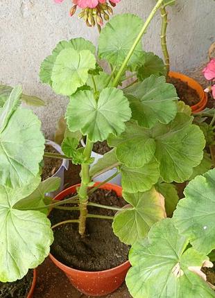 Пеларгонія зональна три кольори