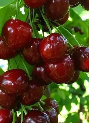 Однолетние саженцы вишни