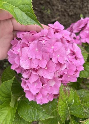 Продам гортензію🌸🌸🌸🌸 2