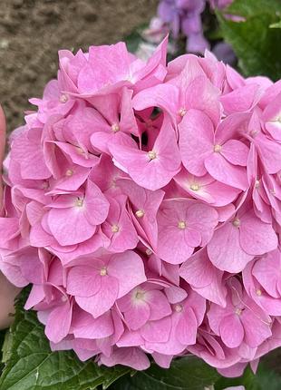 Продам гортензію🌸🌸🌸🌸 3