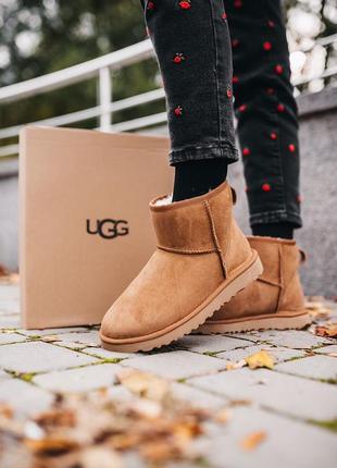 Угі ugg w classic mini chestnut уггі