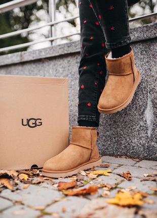 Уги ugg w classic mini chestnut угги4 фото