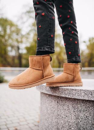 Уги ugg w classic mini chestnut угги5 фото