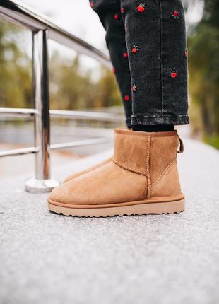 Уги ugg w classic mini chestnut угги9 фото