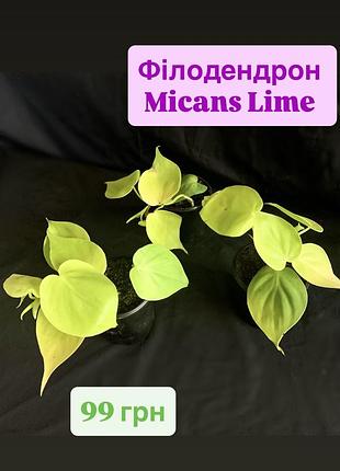 Філодендрон micans lime