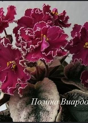 Сортові фіалки, дітки, листочки 9