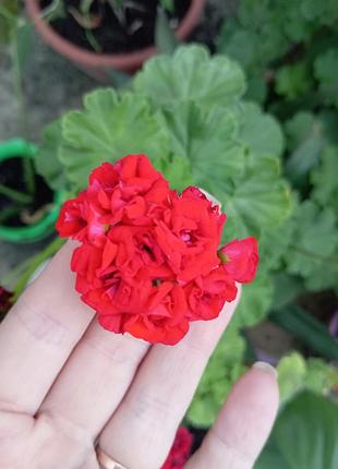 Пеларгонія квітуча розебудна сортова