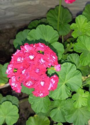 Пеларгонія квітуча розебудна сортова