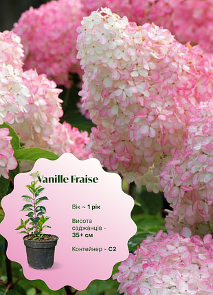 Гортензія ваніла фрейз (vanille fraise), с2