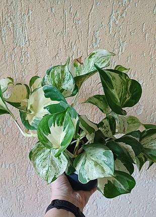 Рослина епіпремнум хеппі ліф (epipremnum happy leaf)