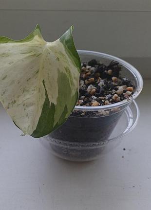Растение эпипремнум хэппи лиф (epipremnum happy leaf) 2