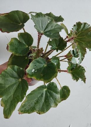 Бегонія, begonia ricinifolia