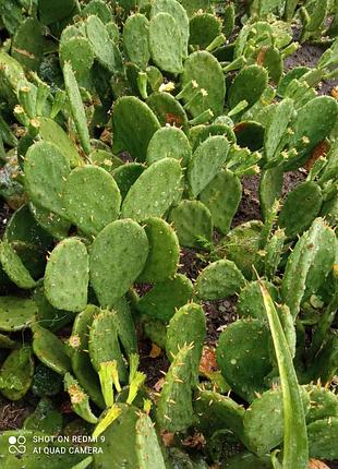 Морозостойкий садовый уличный кактус жёлтого цвета 🌵 9