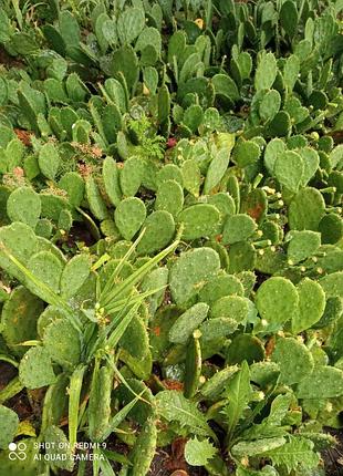 Морозостойкий садовый уличный кактус жёлтого цвета 🌵 8