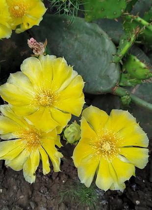 Морозостойкий садовый уличный кактус жёлтого цвета 🌵 3