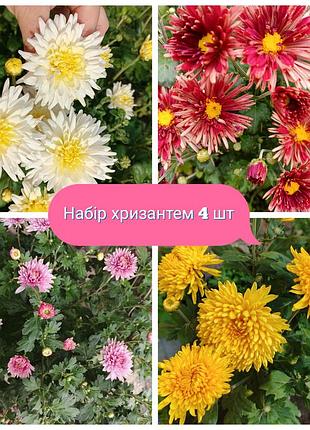Набір хризантем 4 шт гілкових середньорослих ранніх